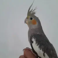 عروس هلندی نر‌..|پرنده|شیراز, گل سرخ|دیوار