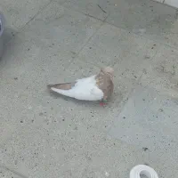 المانی