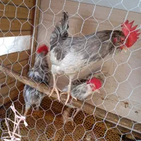 مرغ خروس بلدرچین غاز|حیوانات مزرعه|سنگر, |دیوار