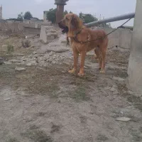 سگ پژدر دو ساله