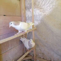 ماده هفترنگ سو چپ هفترنگ