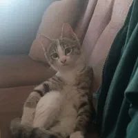 واگذاری گربه dsh|گربه|کرج, جهان‌شهر|دیوار