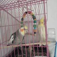 فروش ۳ عروس هلندی مولد رام تاج پرنسسی همراه با قفس