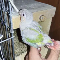 گرینچیک دبل رد فکتور