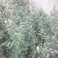 نهال اوکالیپتوس تعداد محدود ۳۰ تومن