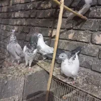 کبوتر پرشی|پرنده|ساوه, |دیوار