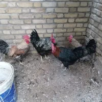 چهار عدد خروس جوان|حیوانات مزرعه|اردکان, |دیوار