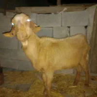 فروش بز محلی ۱۲|حیوانات مزرعه|مهر, |دیوار