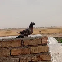 کفتر یا کبوتر
