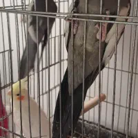 ۳عددعروسهلندی نر و ماده هستن.|پرنده|تاکستان, |دیوار