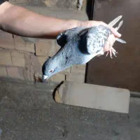 کبوتر پرشی نر.مفت