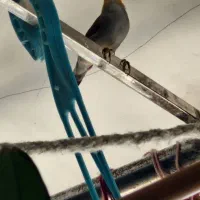 سهره یاسمین و فنچ لپ نارنجی  نرو ماده یاسمین هست|پرنده|اصفهان, شیخ اشراق|دیوار