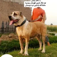 توله آلابای اصیل|سگ|آق قلا, |دیوار