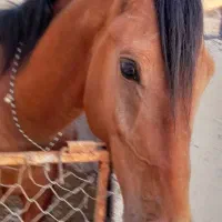 اسب کره سالار ۲