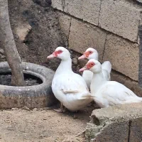 اردک روسی ماده تخم گذار سنگین وزن