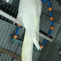 عروس هلندی|پرنده|رومشکان, |دیوار