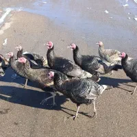 فروش بوقلمون|حیوانات مزرعه|شیروان (خراسان), |دیوار