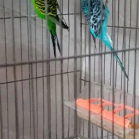 مرغ عشق جفت مولد