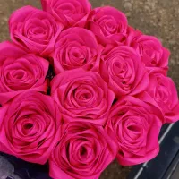 گل جاودان|گل مصنوعی|رامهرمز, |دیوار