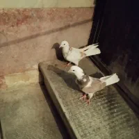 شانزده تا کفتر