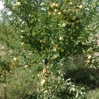 سیب درجه یک