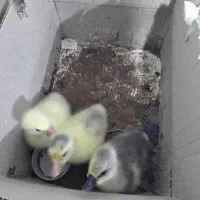 غازو قو غاز از یک روزه تا دوماهه موجود است|حیوانات مزرعه|نگین شهر, |دیوار