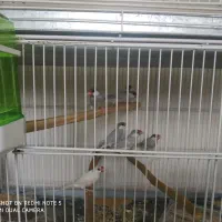 فنچ نرگسی مصری جاوا شکلاتی و سیلور