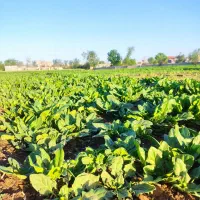 سبزی قرمه سبزی