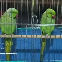 طوطی بلند گو