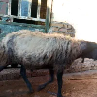 قوچ اصل شال|حیوانات مزرعه|ضیاء آباد, |دیوار