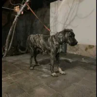 سگ ماده افغانی خالص
