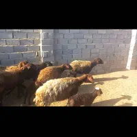 ۹ راس میش ۶ زایده  ۳ ابست فروشی