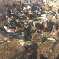 بوقلمون محلی