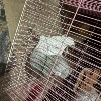 کله ای نر|پرنده|بم, |دیوار