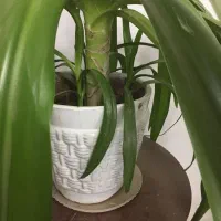 گلدان موزی|گل و گیاه طبیعی|زرند, |دیوار