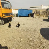 خروس محلی و گلین|حیوانات مزرعه|رباط‌کریم, رباط‌کریم|دیوار