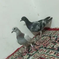 چفت نر لای. و مگس|پرنده|زابل, |دیوار