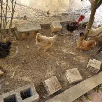 مرغ و جوجه و خروس|حیوانات مزرعه|شیراز, شهرک پرواز|دیوار