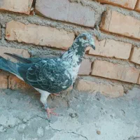 کبوتر ماده بزَک