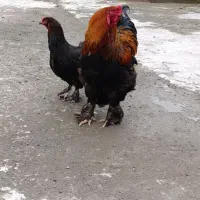 مرغ و خروس برهما