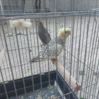 عروس هلندی ۲ ماهه  پر سیاه ۷۰۰ پر سیاه زرد ۸۵۰