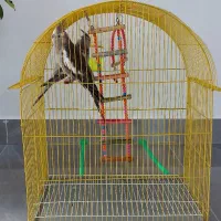 دوعدد عروس هلندی با قفس