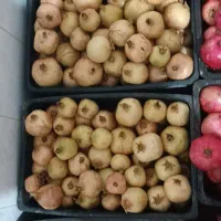 ۲۵۰کیلو انار درجه یک