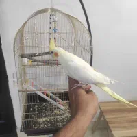 عروس هلندی ماده کاملا اهلی