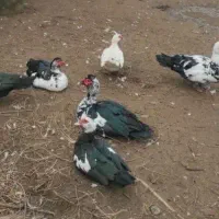 اردک اسراییلی مسکویی