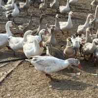 غاز محلی و قوغاز مولد و پرواری|حیوانات مزرعه|جوادآباد, |دیوار