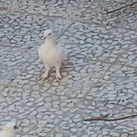 کبوتر