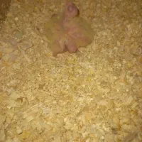 جوجه سرلاکی عروس هلندی لوتینو ۱روزه تا ۱۵ روزه|پرنده|مرودشت, شهرک مهدیه|دیوار