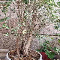 بنسای شمشاد ترون|گل و گیاه طبیعی|تهران, تهرانسر مرکزی|دیوار