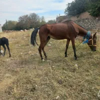 مادیان باکره ناب مادیان